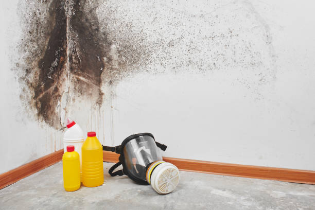 Best Home Mold Removal  in Marina Del Rey, CA
