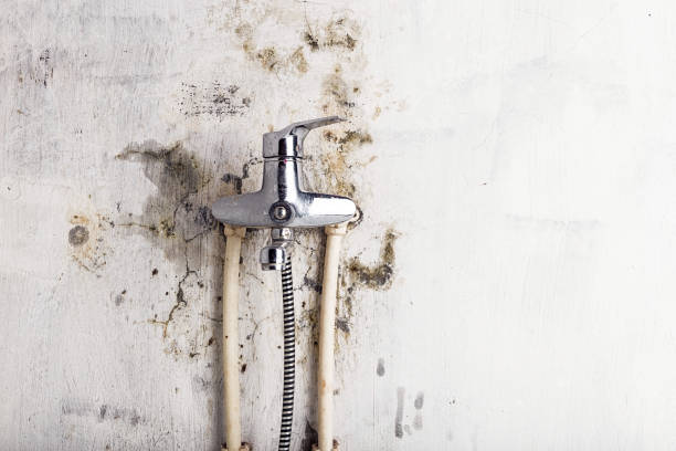 Best Toxic Mold Removal  in Marina Del Rey, CA