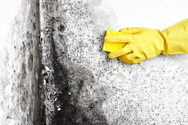 Best Residential Mold Removal  in Marina Del Rey, CA