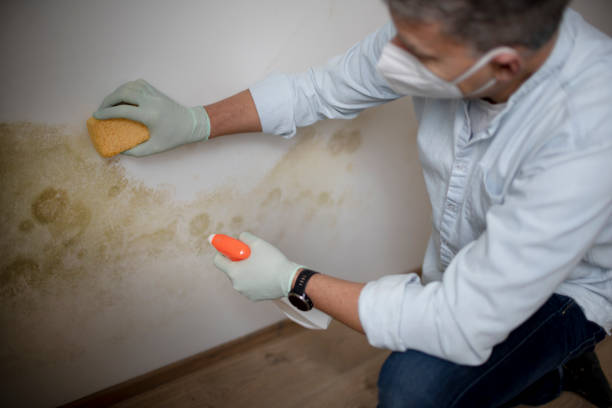 Best Mold Damage Repair  in Marina Del Rey, CA