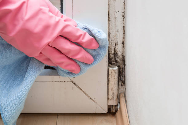Best Commercial Mold Removal  in Marina Del Rey, CA