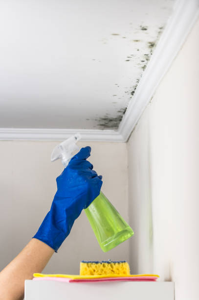 Professional Mold Removal in Marina Del Rey, CA