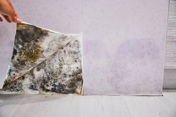 Best Commercial Mold Removal  in Marina Del Rey, CA